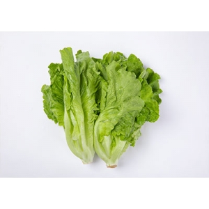 生菜