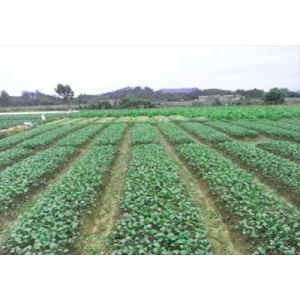 蔬菜基地