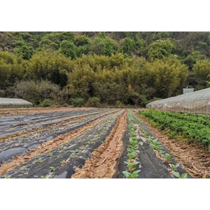 蔬菜基地